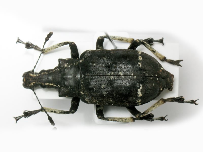 Tophoderes frenatus Klug, 1833